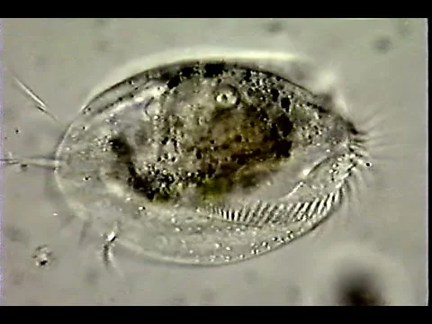 Euploytes demonstrates cirri Video stock 932776