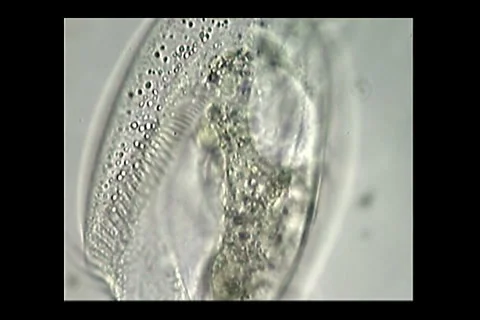 Euploytes Video stock 1198298