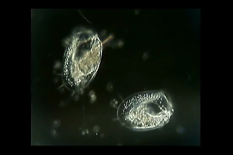 Euploytes with legs Video stock 1183814