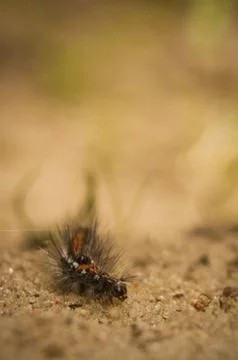 Euproctis similis Foto stock