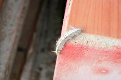 Eupterote testacca Walker. Stock Photos