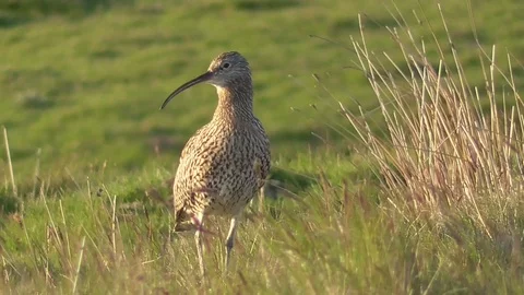 Eurasia Curlew calling in upland breeding habitat Stock Footage