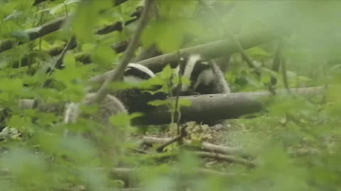 Eurasian badger cubs Stock Footage 242023567