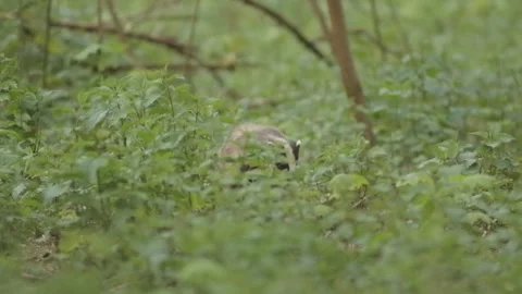 Eurasian badgers in forest Stock Footage 242023883