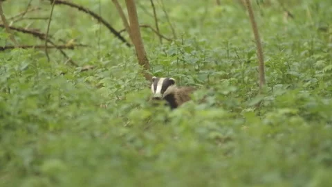 Eurasian badgers in forest Stock Footage 242023884