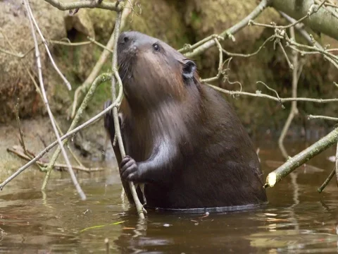 Eurasian beaver (Castor fiber) Stock Footage