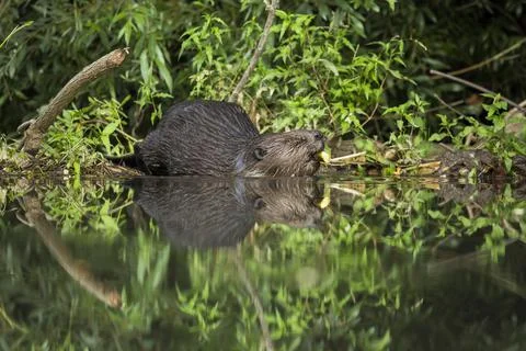 Eurasian beaver diving into water and holding branch in its mouth in summer Stock Photos