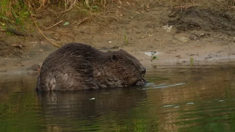 Eurasian beaver Stock Footage 241919056