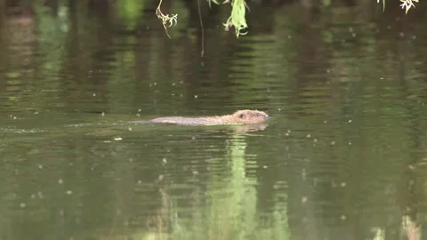 Eurasian Beaver kit taking a snack across the River Otter in slow motion 4K. UK 動画素材 281286272