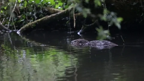 Eurasian Beaver kits Stockbeeldmateriaal 108834944
