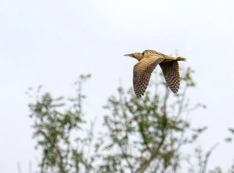A Eurasian Bittern, Botaurus stellaris in Ambleside, Lake District, UK. Stock Photos