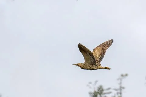 A Eurasian Bittern, Botaurus stellaris in Ambleside, Lake District, UK. Stock Photos