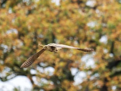 A Eurasian Bittern, Botaurus stellaris in Ambleside, Lake District, UK. Stock Photos