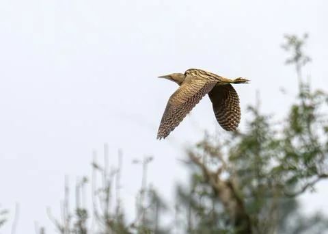 A Eurasian Bittern, Botaurus stellaris in Ambleside, Lake District, UK. Stock Photos
