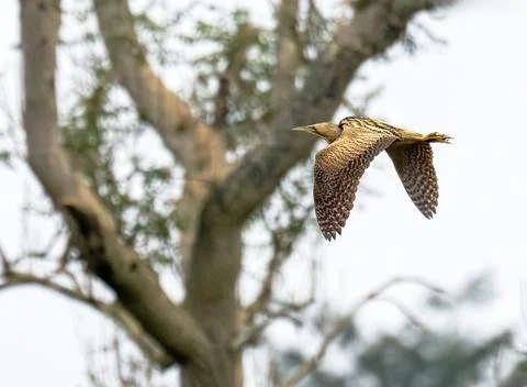 A Eurasian Bittern, Botaurus stellaris in Ambleside, Lake District, UK. Stock Photos