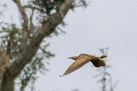 A Eurasian Bittern, Botaurus stellaris in Ambleside, Lake District, UK. Stock Photos