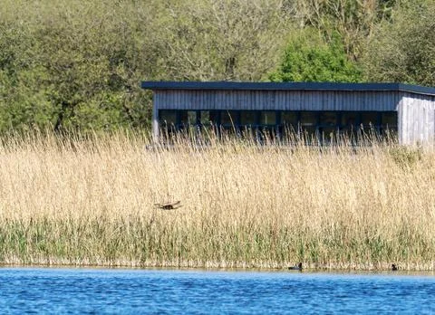 A Eurasian Bittern, Botaurus stellaris flying past the Lower hide at RSPB Lei Stock Photos