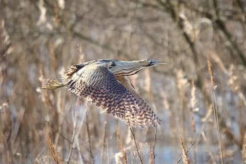 Eurasian bittern (Botaurus stellaris) Stock Photos