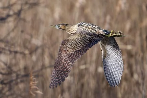 Eurasian bittern (Botaurus stellaris) Stock Photos