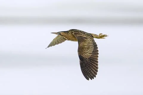 Eurasian bittern (Botaurus stellaris) Stock Photos