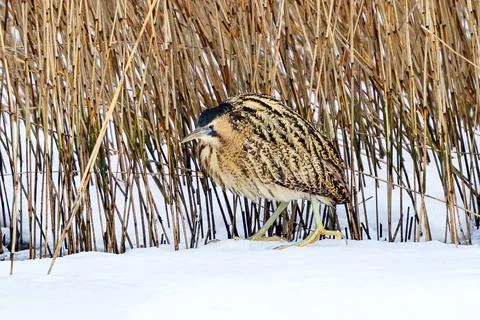 Eurasian bittern (Botaurus stellaris) Stock Photos