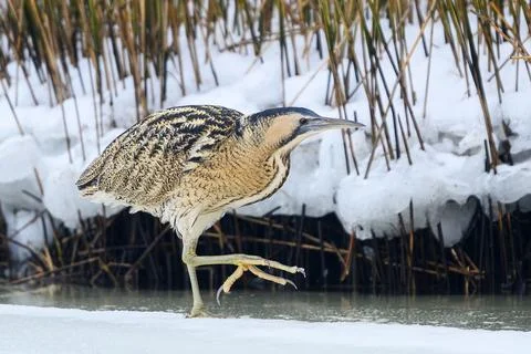 Eurasian bittern (Botaurus stellaris) Stock Photos