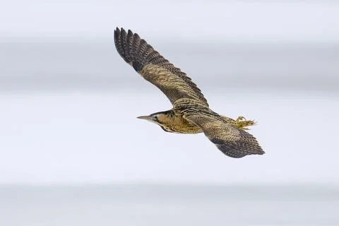 Eurasian bittern (Botaurus stellaris) Stock Photos