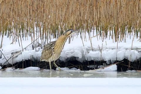 Eurasian bittern (Botaurus stellaris) Stock Photos
