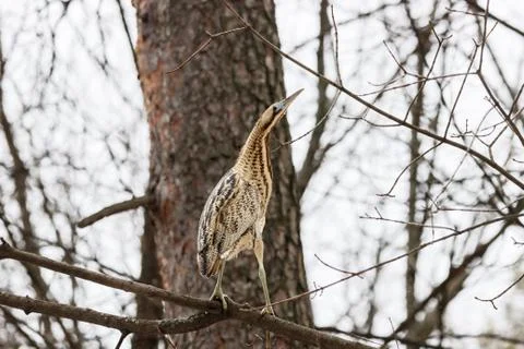 Eurasian bittern, botaurus stellaris, on tree in forest Stock Photos