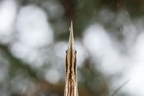 Eurasian bittern, botaurus stellaris, on tree in forest Stock Photos