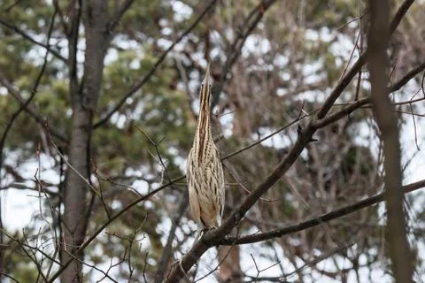 Eurasian bittern, botaurus stellaris, on tree in forest Stock Photos
