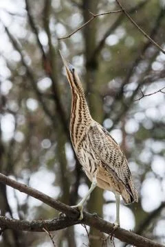 Eurasian bittern, botaurus stellaris, on tree in forest Stock Photos