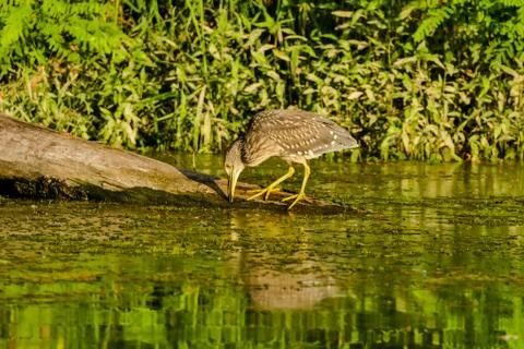 Eurasian Bittern Great bittern Stock Photos
