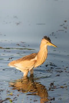 Eurasian Bittern or Botaurus stellaris hunting in water of pond or lake 스톡 사진