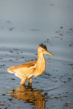 Eurasian Bittern or Botaurus stellaris hunting in water of pond or lake Stock-Fotos