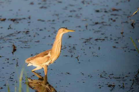 Eurasian Bittern or Botaurus stellaris hunting in water of pond or lake Stock Photos