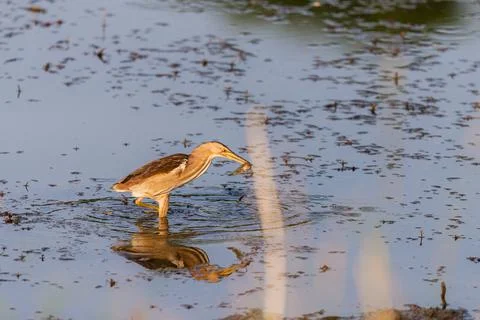 Eurasian Bittern or Botaurus stellaris hunting in water of pond or lake Stock Photos