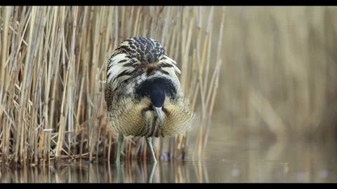 Eurasian bittern resting on the riverbank Stock Footage 335080033