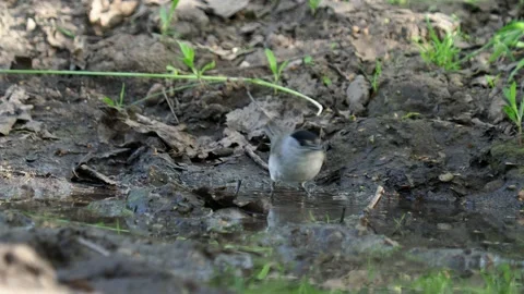 The Eurasian blackcap bird taking a bath, Sylvia atricapilla Stock Footage 170626778