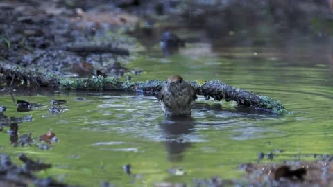 The Eurasian blackcap bird taking a bath, Sylvia atricapilla Stock Footage 209142202