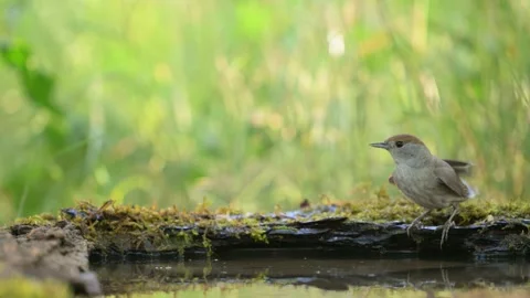 Eurasian Blackcap Drinking in the Forest. Slow Motion. Sylvia atricapilla Stock Footage 312195062