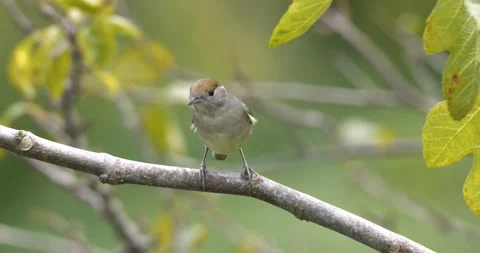 Eurasian Blackcap Stock Footage 330384549