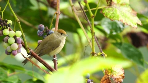 Eurasian Blackcap Vídeos de archivo 334884186