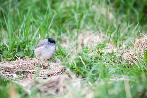 An Eurasian blackcap Stock Photos