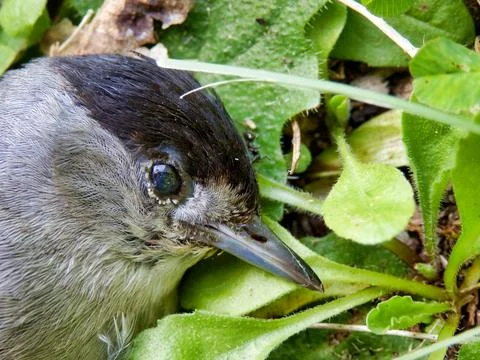 Eurasian Blackcap. Stock Photos
