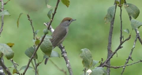 Eurasian Blackcap Warblers Stock Footage 332560765