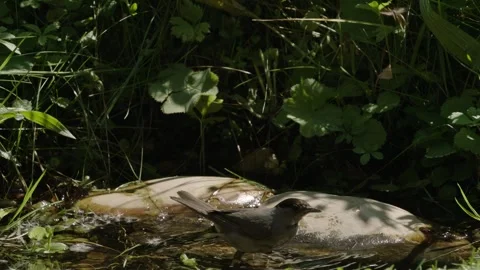 Eurasian Blackcap by the Water Stock Footage 309765961