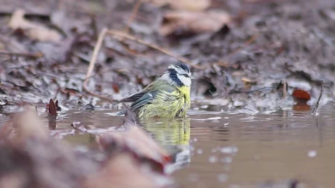 Eurasian Blue Tit Bathing in a Reflective Puddle on a Country Lane in Germa.. Stock Footage 343622708