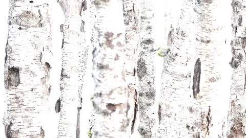 Eurasian blue tit in the birch forest (Cyanistes caeruleus) Stock Footage 344030627