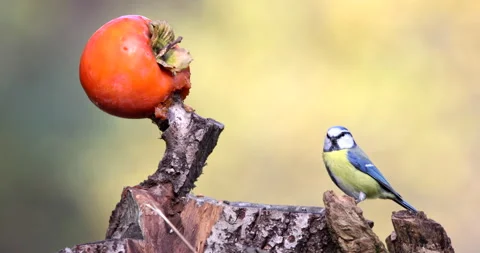 Eurasian Blue Tit bird perched on a tree stump and flying away slow motion close Stock Footage 239110104